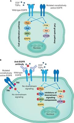 Engaging innate immunity for targeting the epidermal growth factor receptor: Therapeutic options leveraging innate immunity versus adaptive immunity versus inhibition of signaling